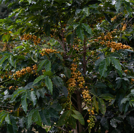 Brazil coffee farm barrel one 